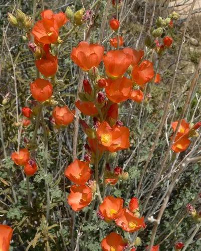 Sphaeralcea Ambigua