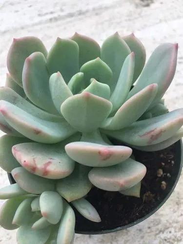 Moonglow Graptoveria