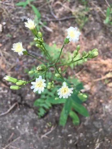 Hieracium Albiflorum