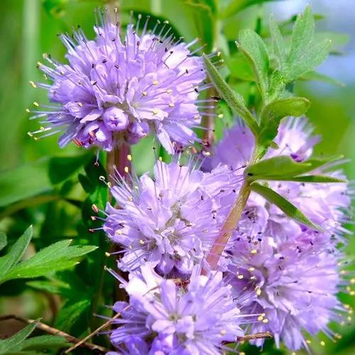 Ballhead Waterleaf