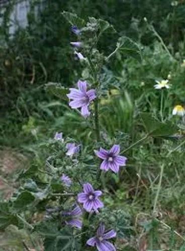 Lavatera Cretica