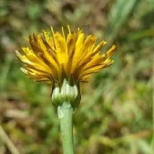 LITTLE HAWKBIT