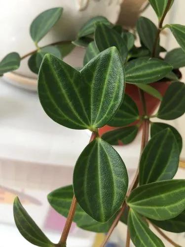 Vining Peperomia