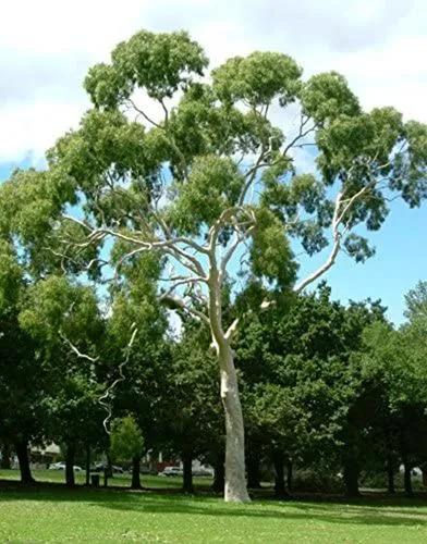 Lemon-scented Gum