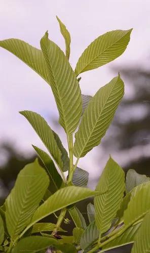 Alpine Buckthorn