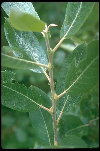 Dune Willow