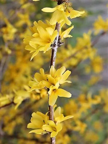 Forsythia Europaea