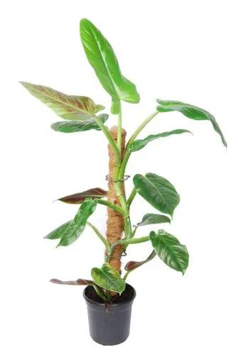 Philodendron Subhastatum