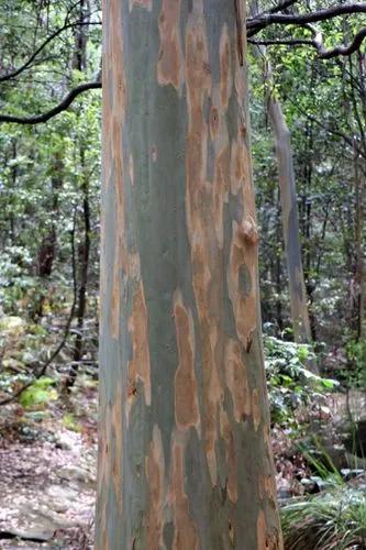 Sydney Blue Gum