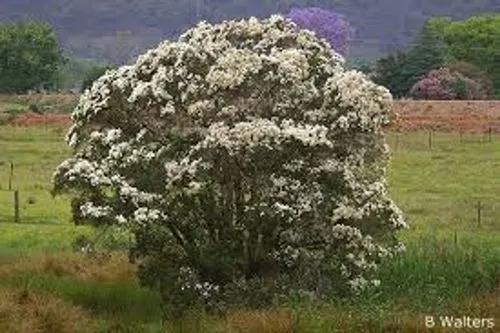 Melaleuca Linariifolia