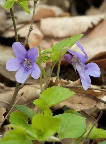 Viola Melissifolia