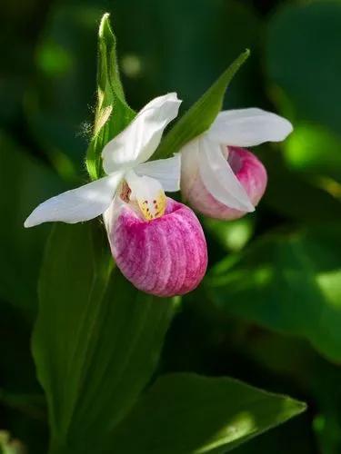 Cypripedium Reginae