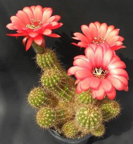 Trichocereus Grandiflorus Hybrid