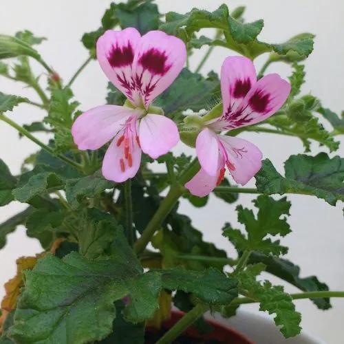 Oak-leaved Geranium