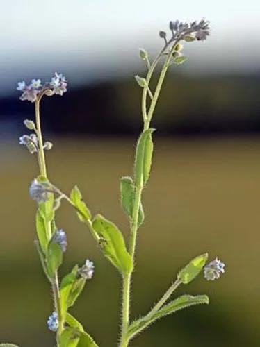 Field Forget-Me-Not