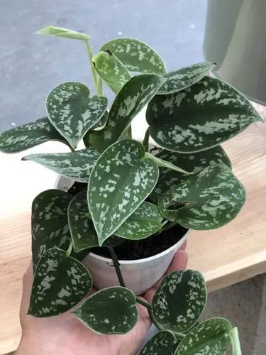 Silver Pothos