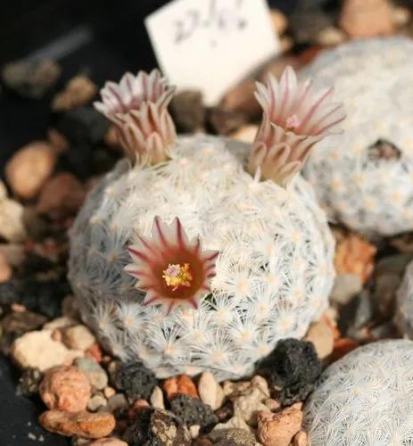Lacespine Nipple Cactus