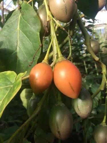 Tree-tomato