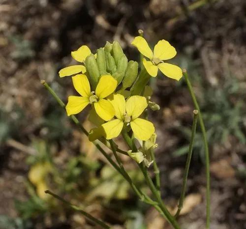 Erysimum Rhaeticum