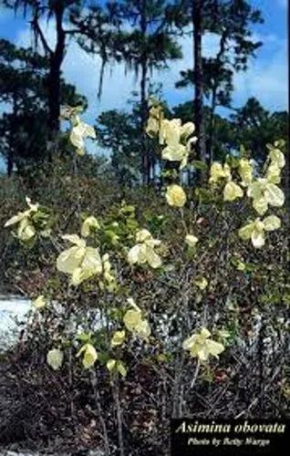 Bigflower Pawpaw