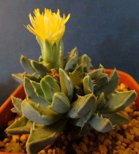 Faucaria Bosscheana