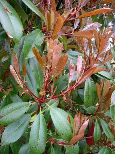 Japanese photinia