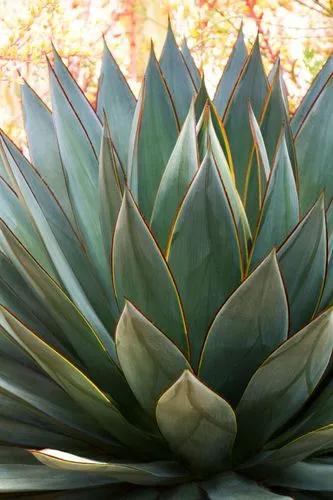 Blue Glow Agave