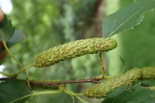 Kenai Birch