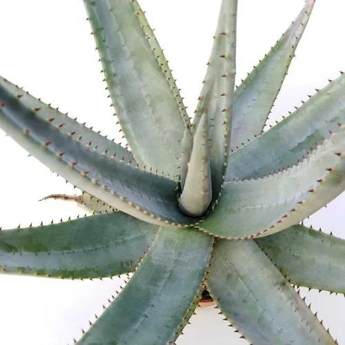 Reitz's Aloe