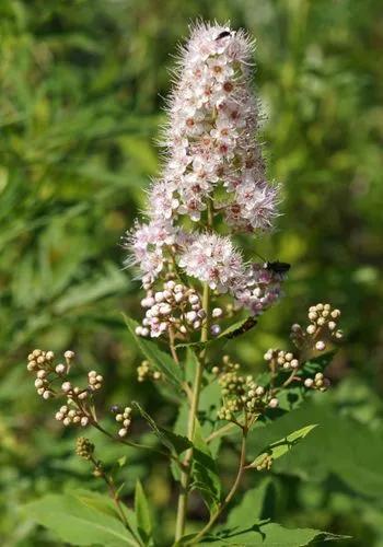 Spiraea Salicifolia