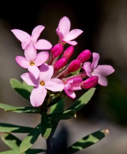 Daphne Cneorum