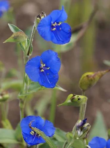 Commelina Coelestis