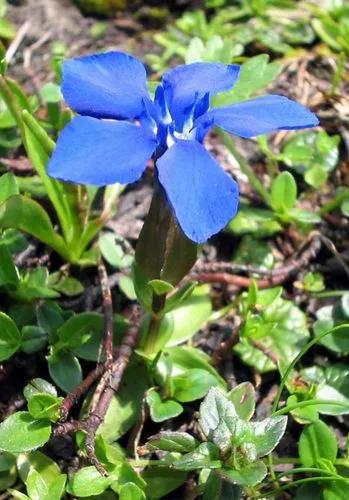 Bavarian Gentian