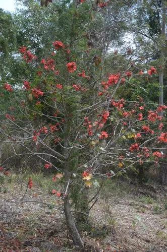 Little Kurrajong