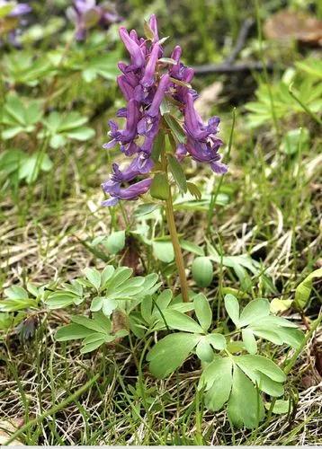 Corydalis Solida