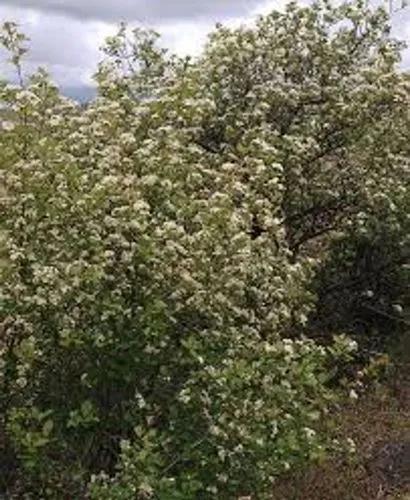 Black Hawthorn