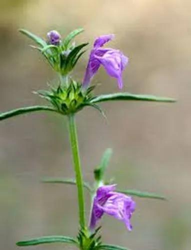 Hemp-Nettle