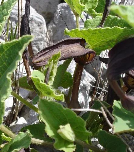 Aristolochia Pistolochia