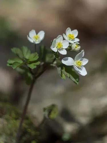 Isopyrum Thalictroides