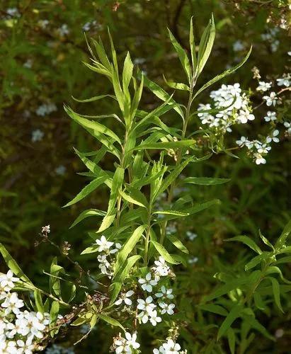 Spiraea Thunbergii