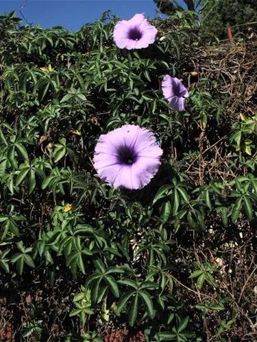 Ipomoea Cairica