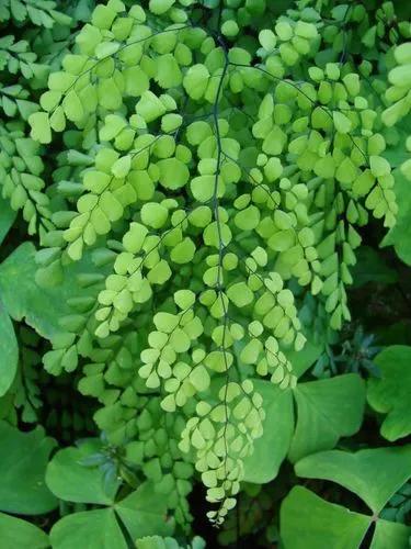 Rosy Maiden Hair Fern - Adiantum Tenerum