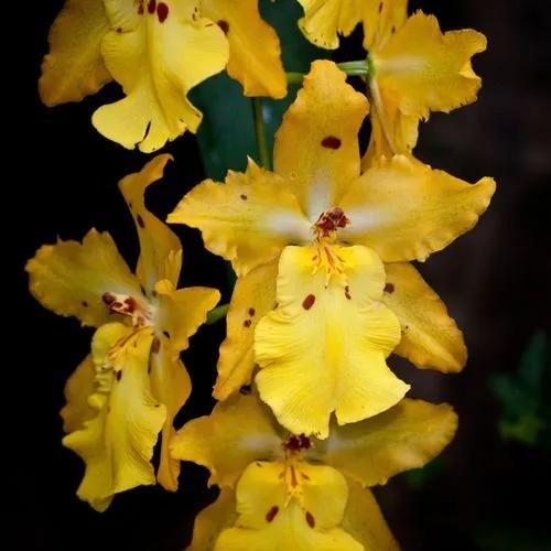 Odontocidium