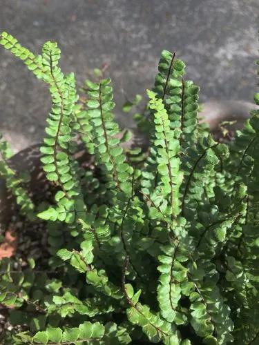 Maidenhair Spleenwort