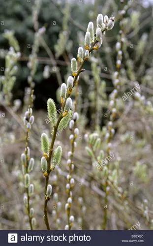 MacKenzie'S Willow