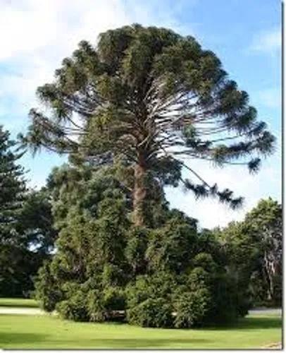 False Monkey Puzzle Tree