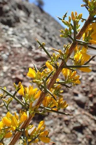 Genista Scorpius