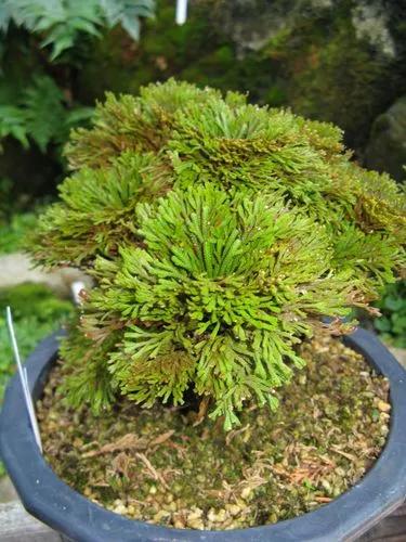 Little-club-moss