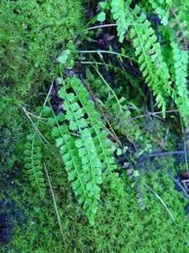 Green Spleenwort