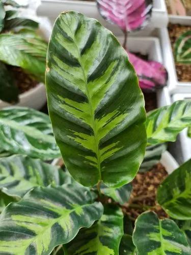 Calathea Louisae